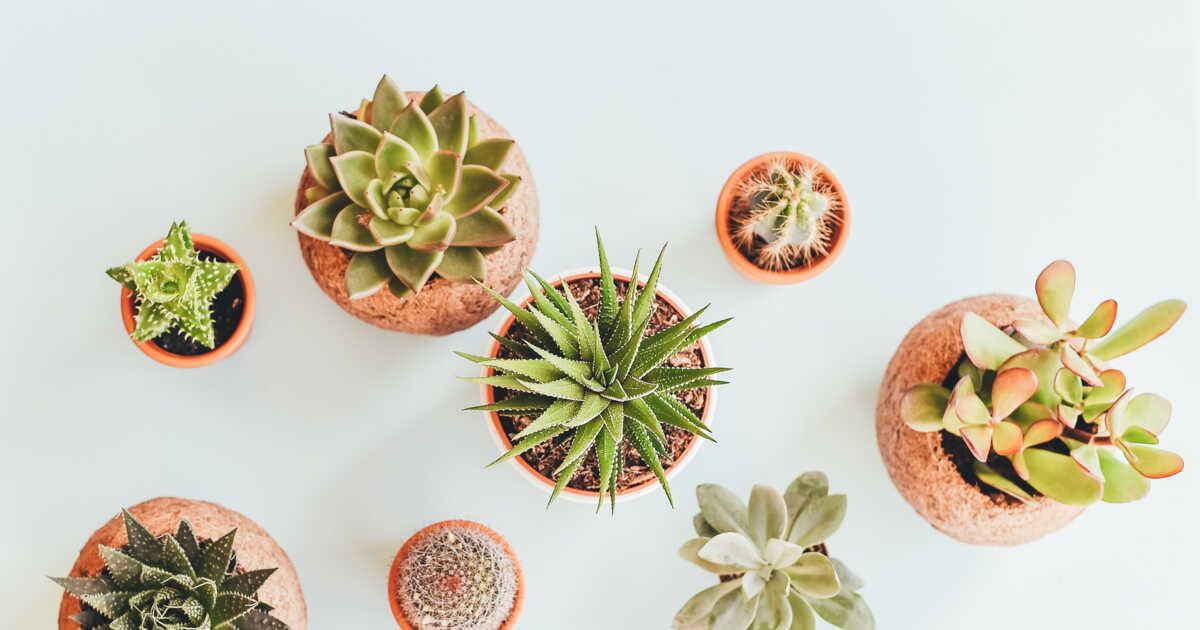 Les secrets d'experts pour arroser vos plantes d'intérieur comme un pro