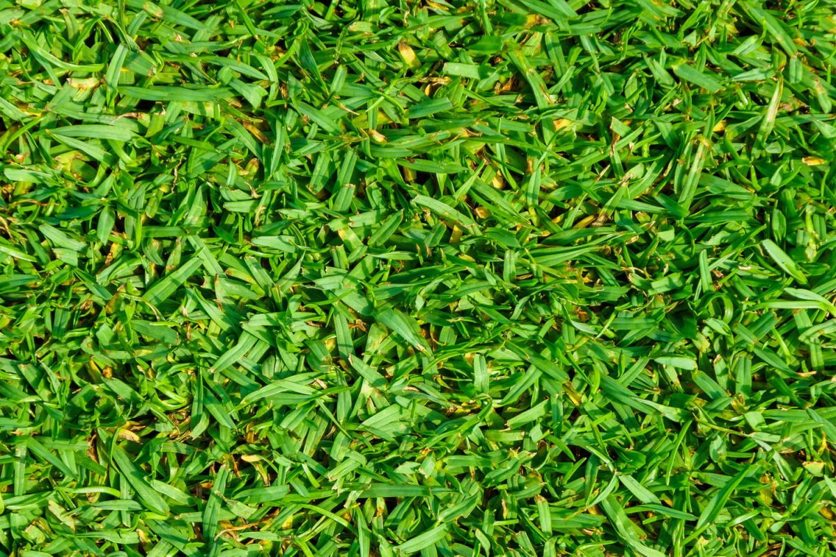 Gazon Kikuyu : c'est quoi cette pelouse qui résiste à la sécheresse ?