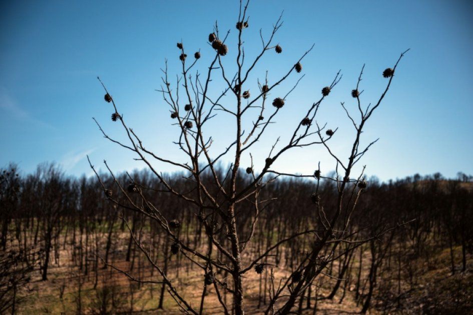 Un trail des cendres pour honorer la résilience d'Aude un an après les incendies