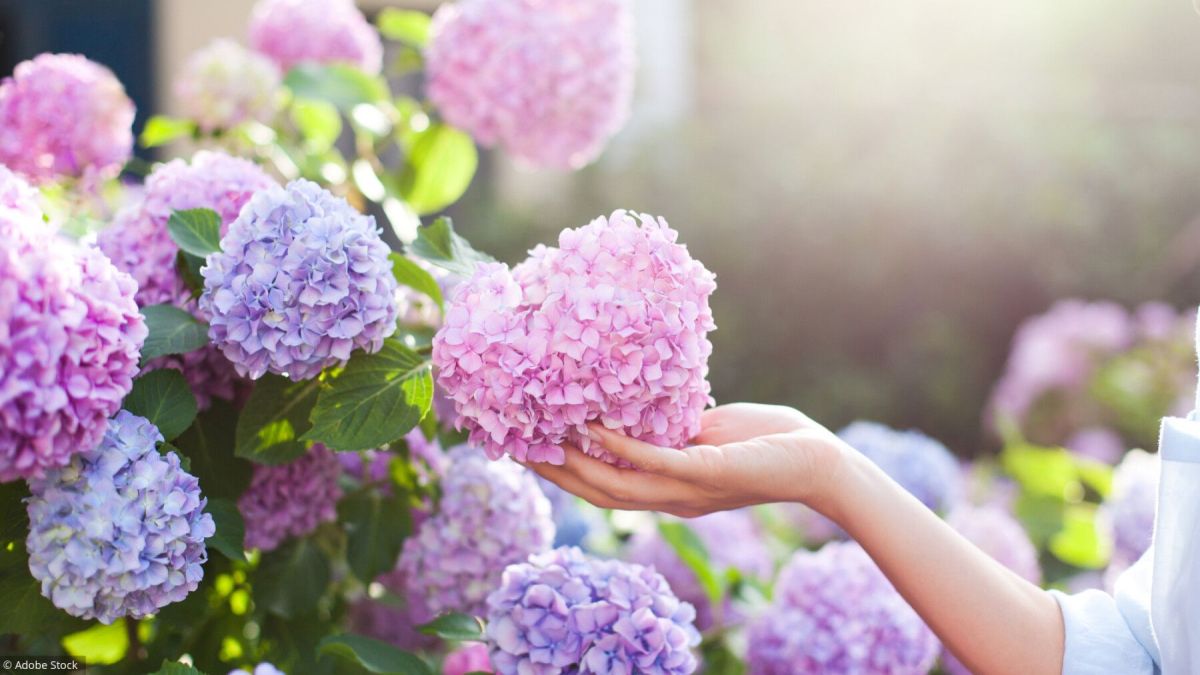 Les secrets des hortensias : cultivez des fleurs éclatantes dans votre jardin