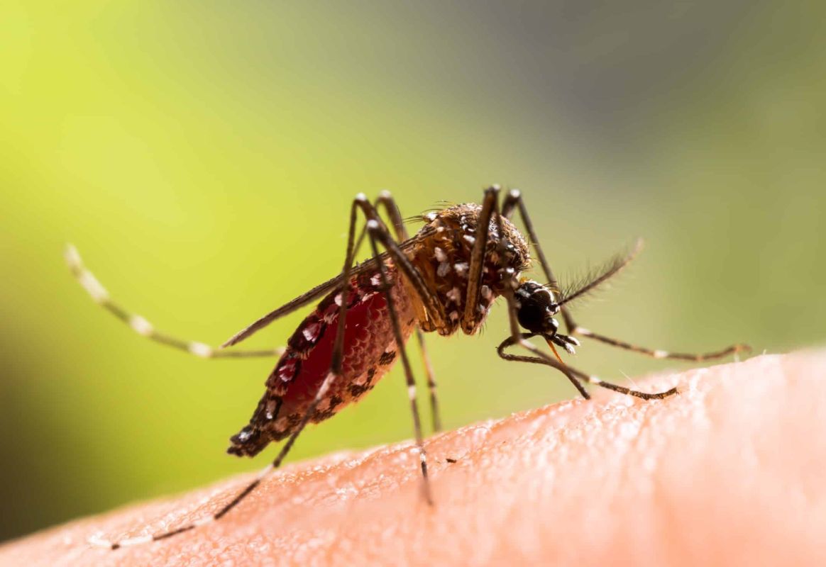 Préparez-vous à l'été : deux répulsifs naturels contre les moustiques à essayer