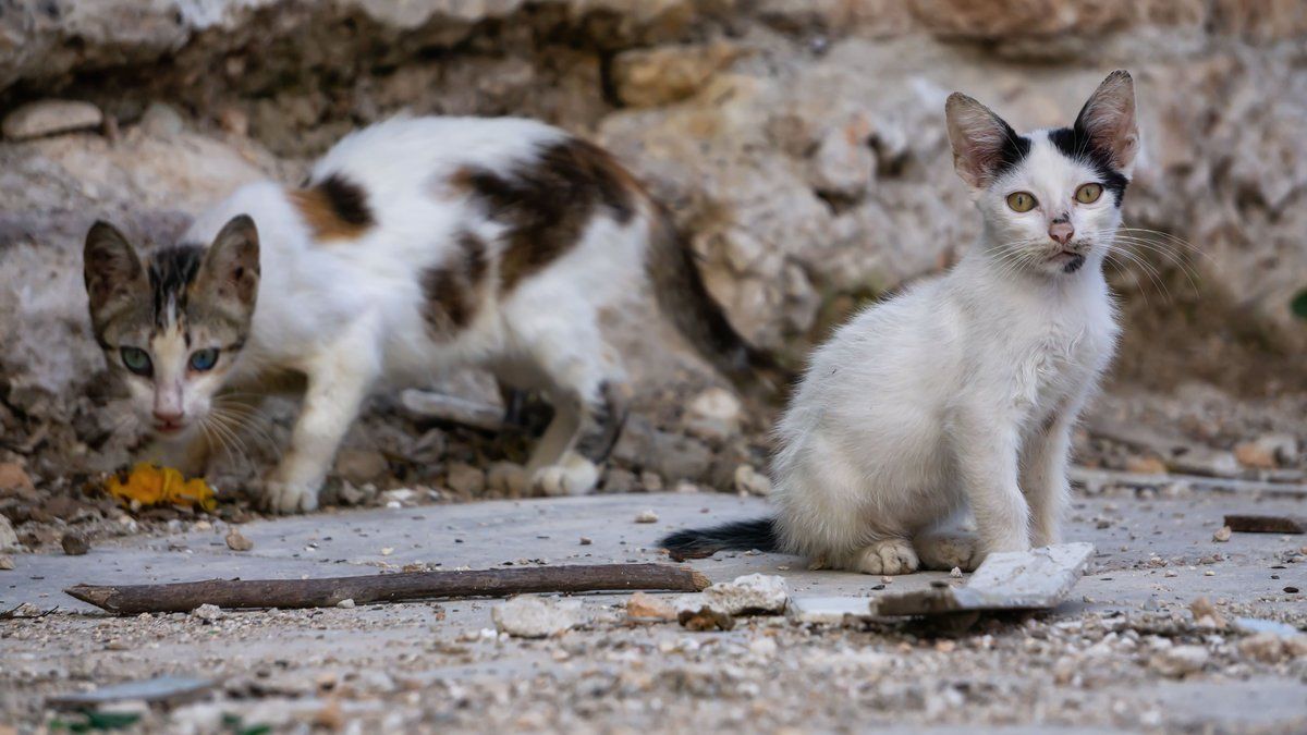 Découverte macabre à Carcassonne : 340 corps de chats retrouvés dans un appartement