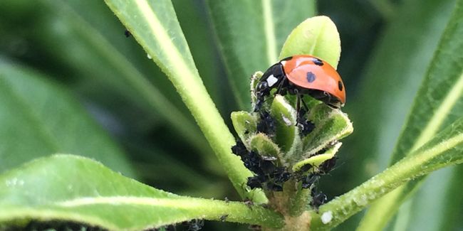 Le biocontrôle, une réponse durable à l'usage des pesticides