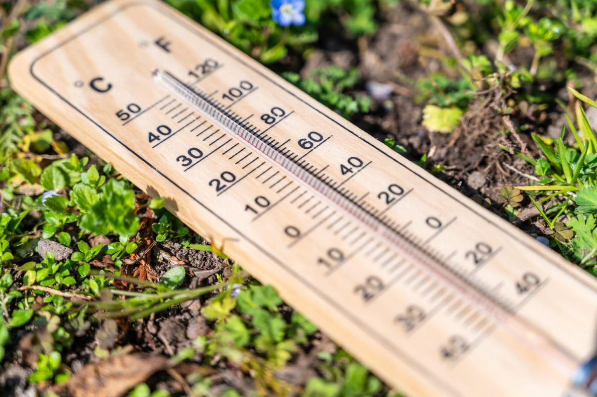 la plante qui rafraîchit naturellement vos nuits d'été