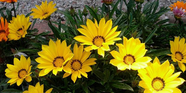 Découverte du gazania, la star des jardins ensoleillés