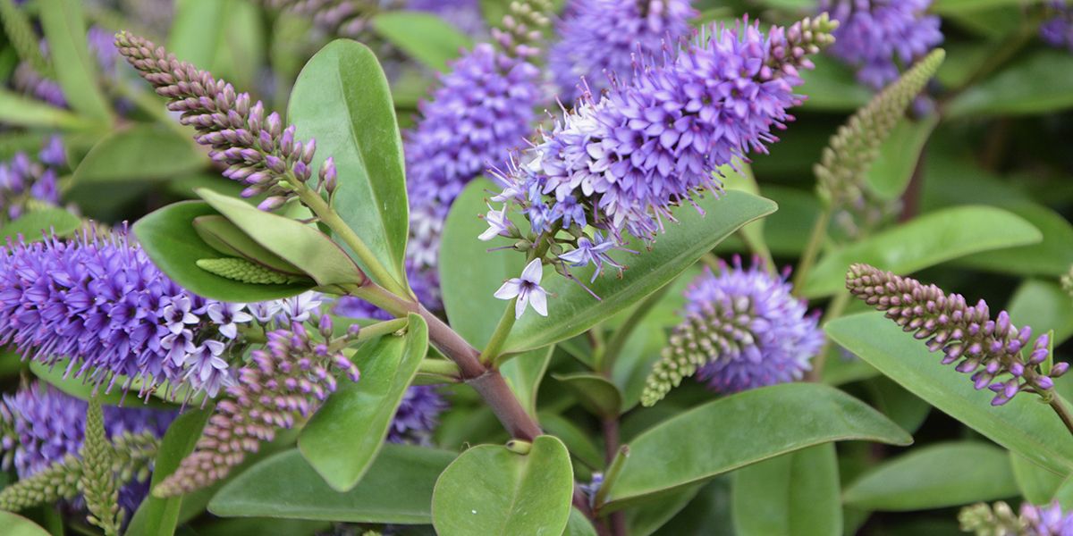 Guide pratique pour réussir le bouturage du buddléia