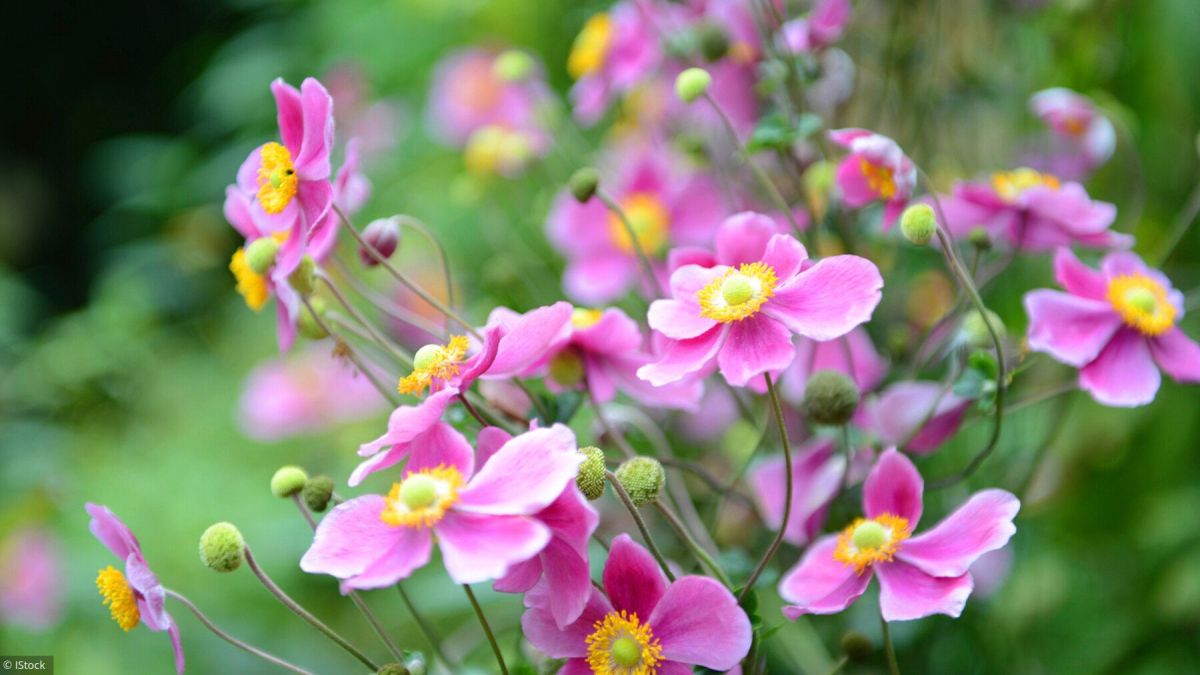 Anémones : la touche colorée qui embellit votre jardin
