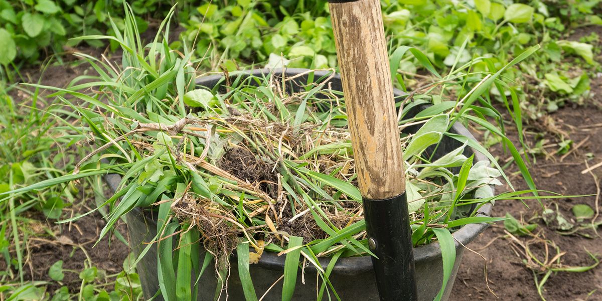 Désherber un jardin sans glyphosate : découvrez 7 techniques écologiques