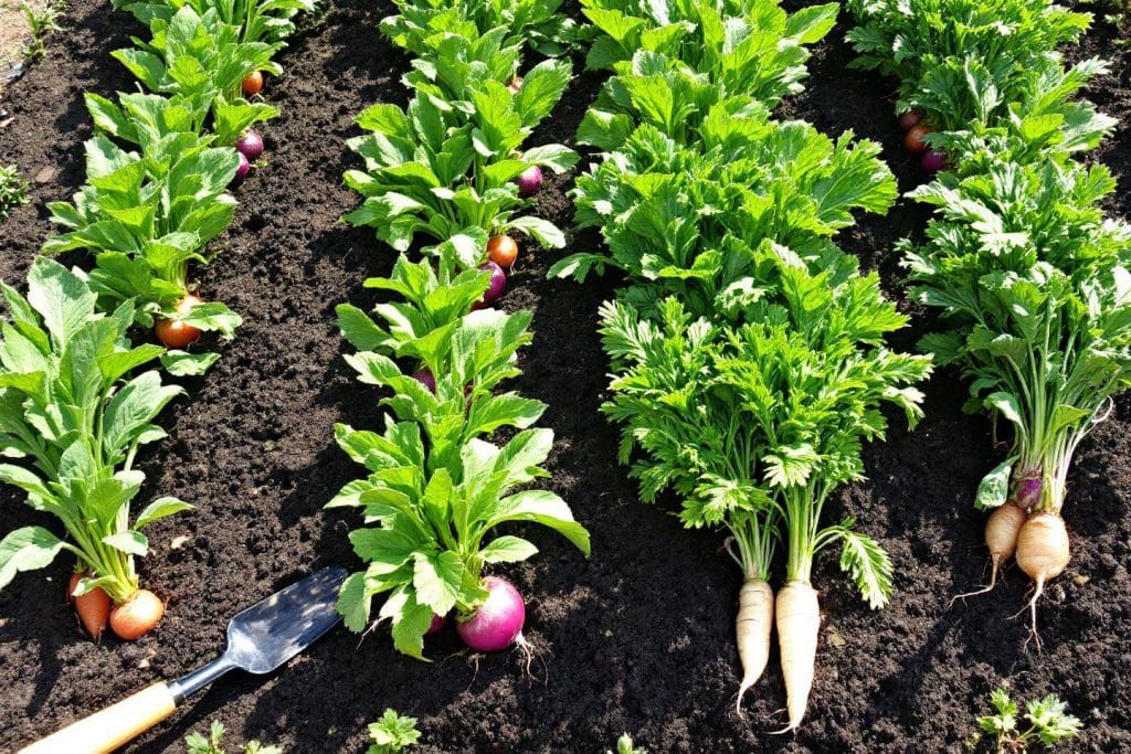 Ces quatre légumes racines à semer avant l'automne pour un potager florissant