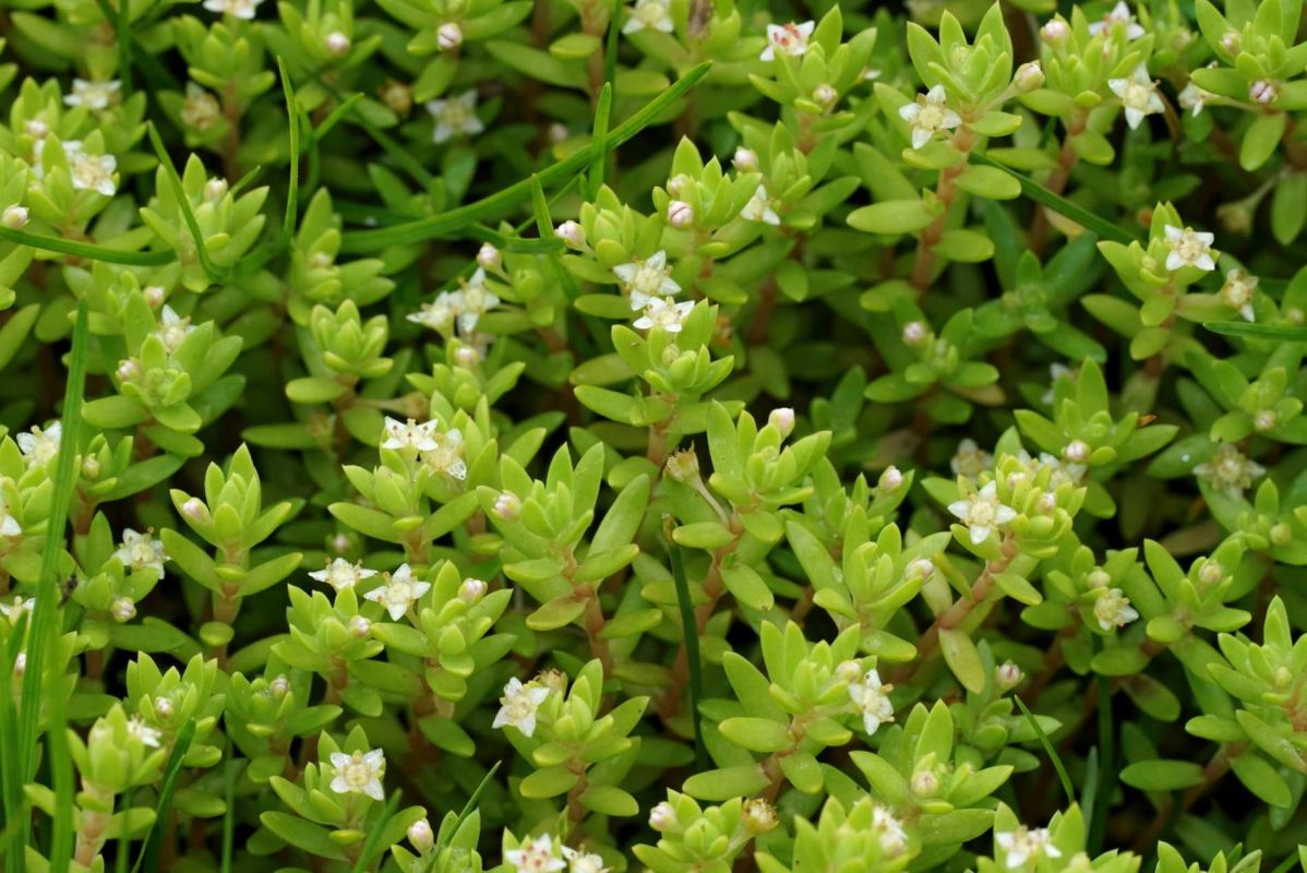 attention, cette plante peut coûter cher : êtes-vous capables de l’identifier ?