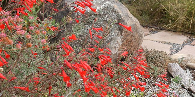 Fuchsia de Californie : une vivace incontournable pour les jardins secs