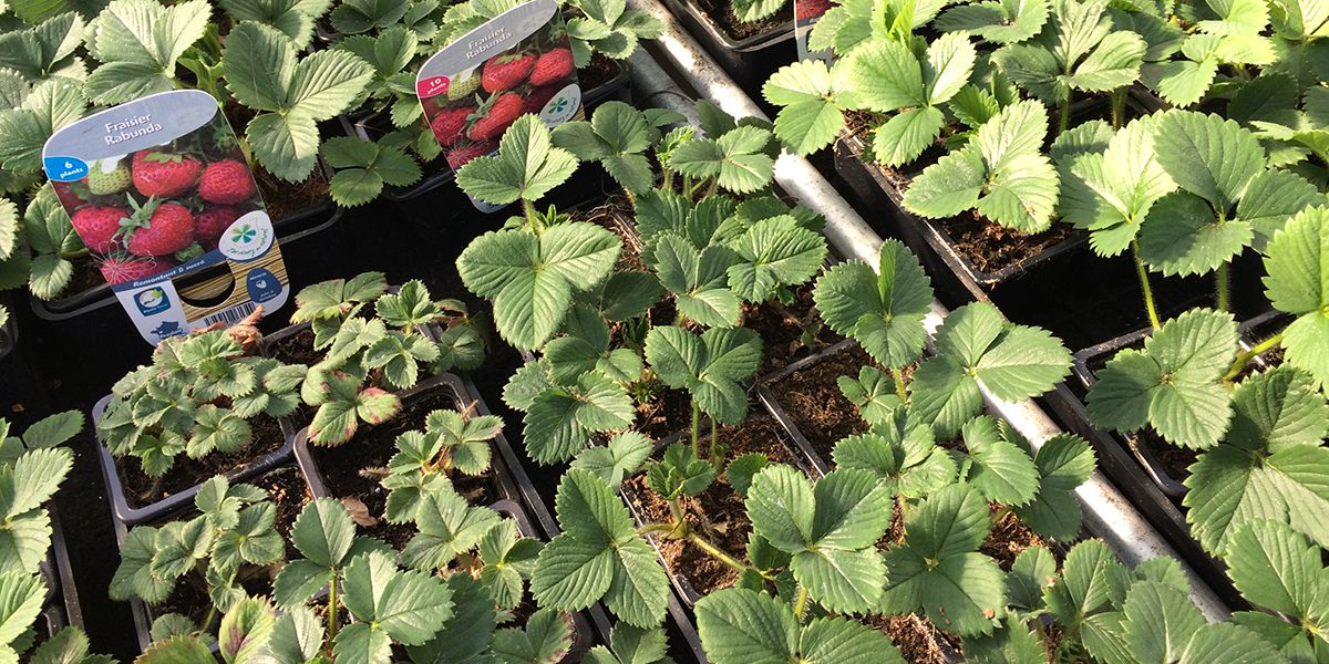 Planter des fraisiers : conseils et étapes clés