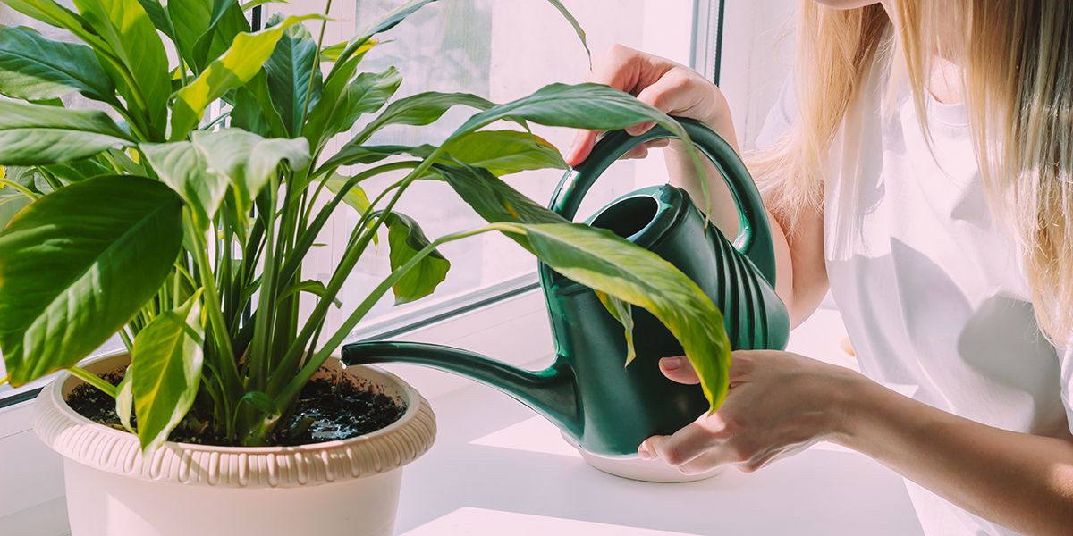 6 solutions efficaces pour sauver une plante trop arrosée