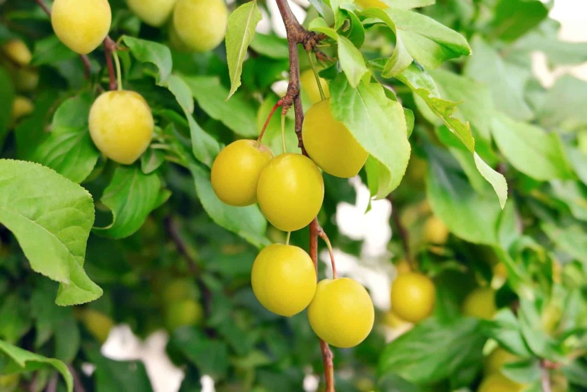 Comment booster votre récolte de prunes avec un geste simple et efficace