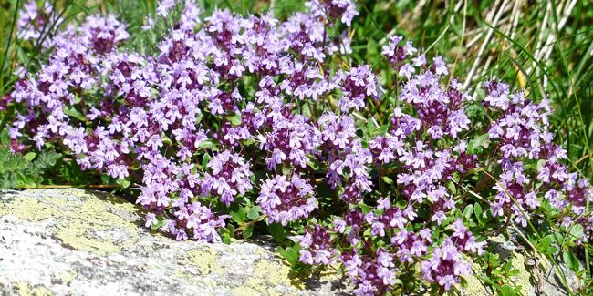 Serpolet (Thymus serpyllum), le thym couvre-sol