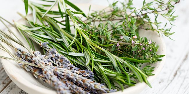 Préserver vos aromatiques : astuces et méthodes pour l'hiver