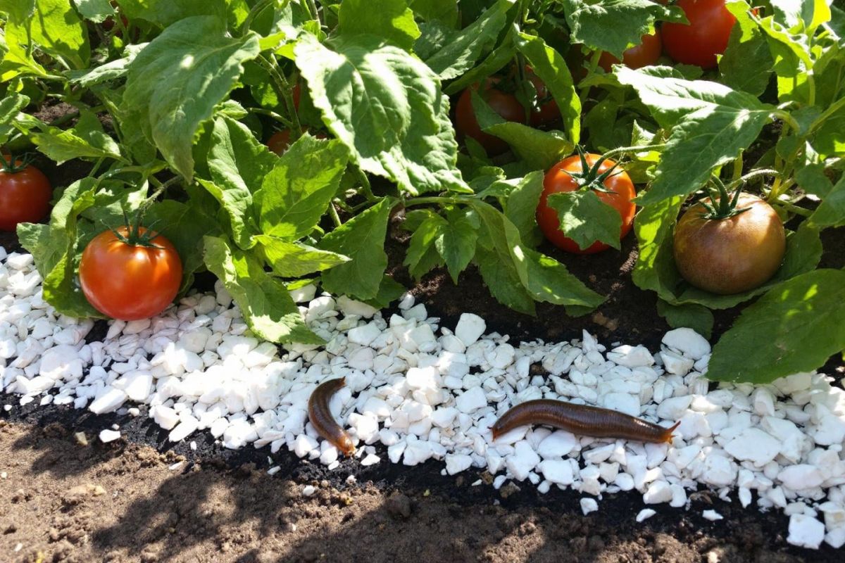 Protégez votre potager : 3 astuces naturelles contre les limaces