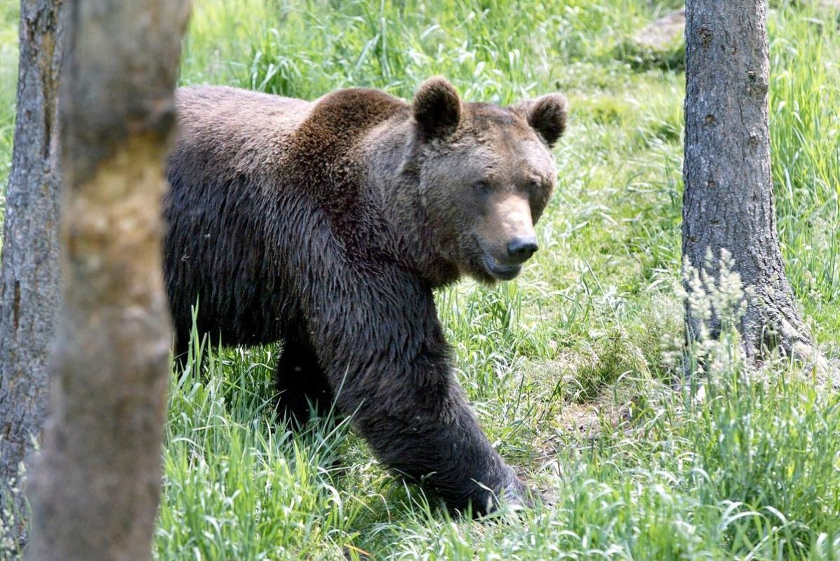 Un ours surprend les automobilistes en pleine course dans les Pyrénées