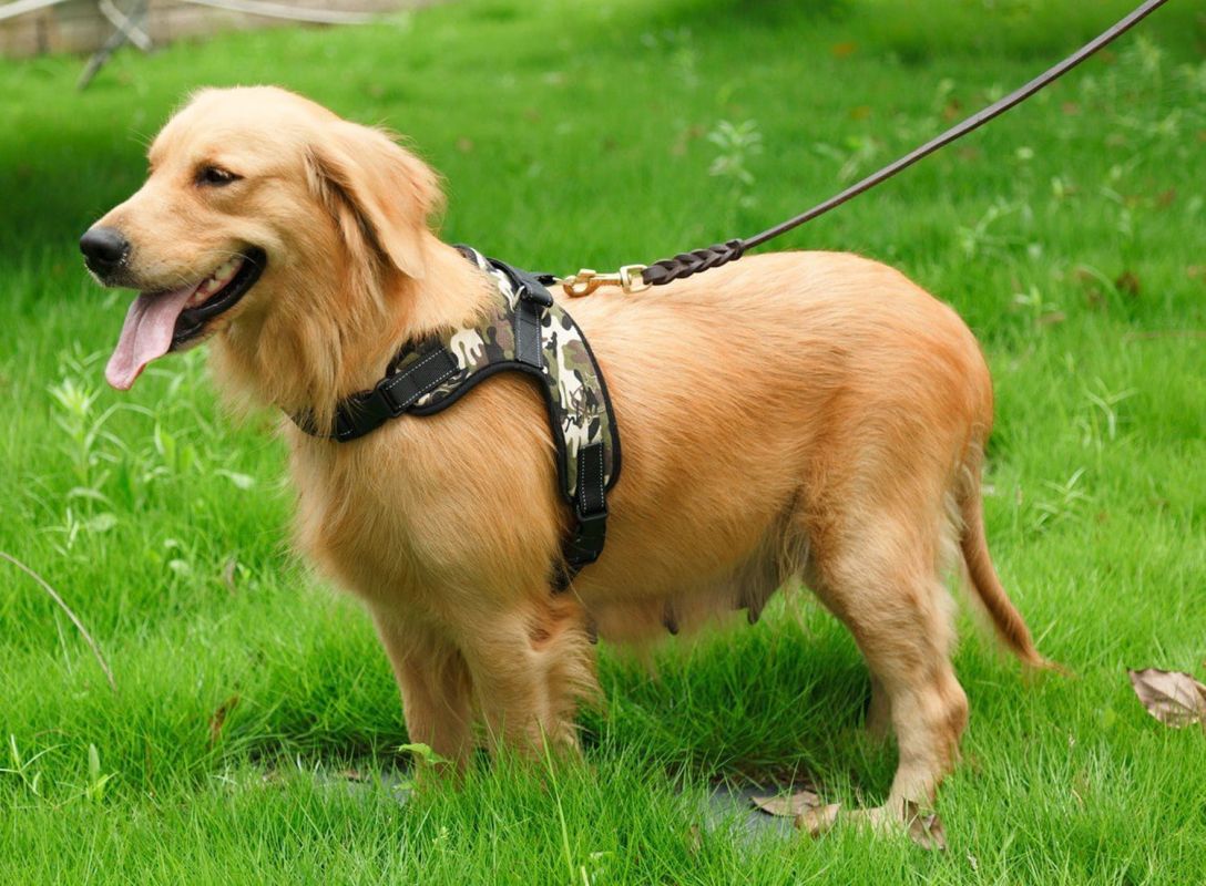 Choisir le harnais idéal pour votre chien : guide d'achat