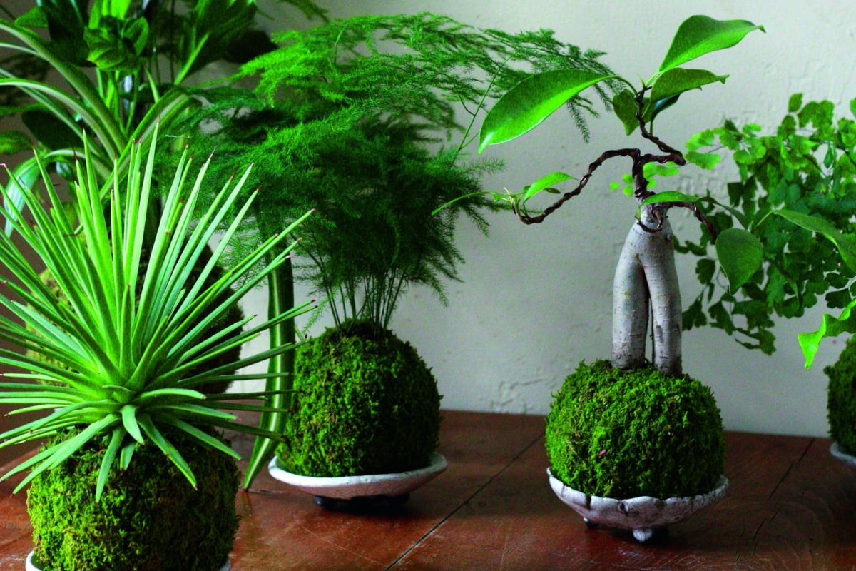 Kokedama : l'élégance naturelle de l'art floral japonais