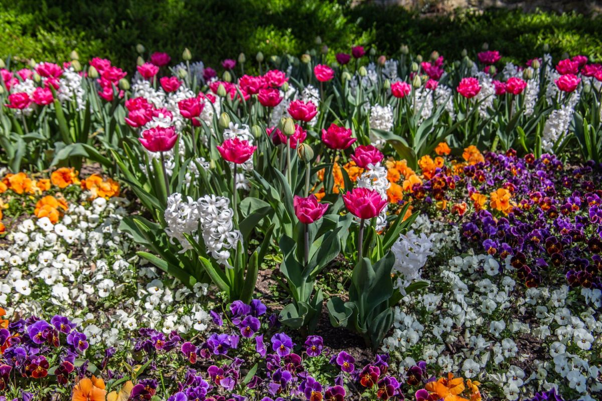 préparez votre jardin pour un printemps éblouissant