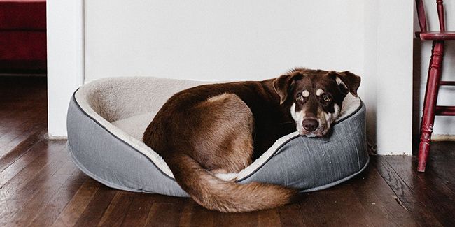 Éliminer les odeurs d'animaux : conseils pratiques pour un intérieur frais