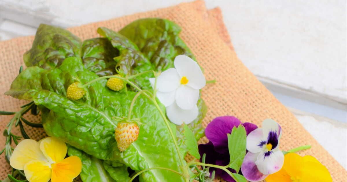 Les plantes stolonifères : l'art de la reproduction autonome