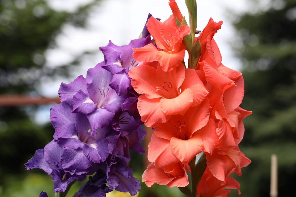 Le glaïeul : un incontournable des jardins floraux