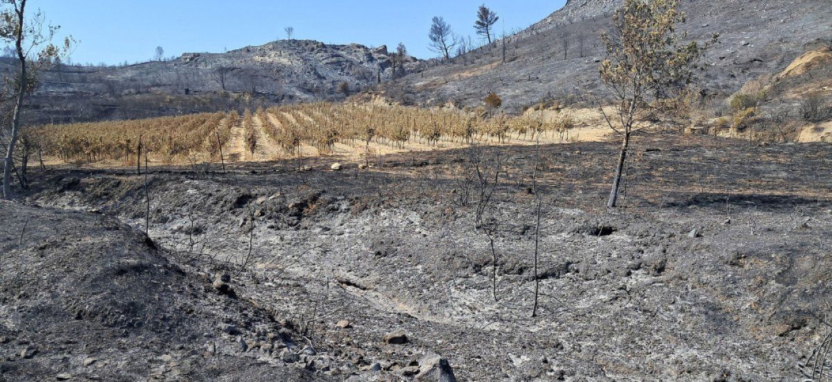 Incendies en alerte : l'Aude et l'Hérault sous haute vigilance