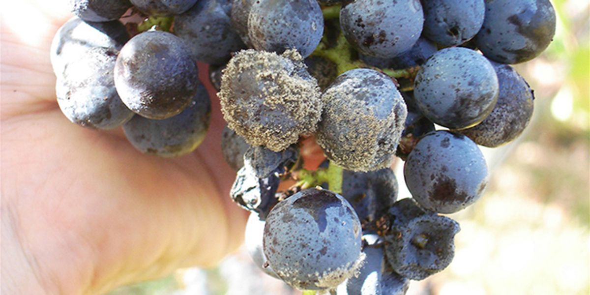 La menace du botrytis : comprendre la pourriture grise