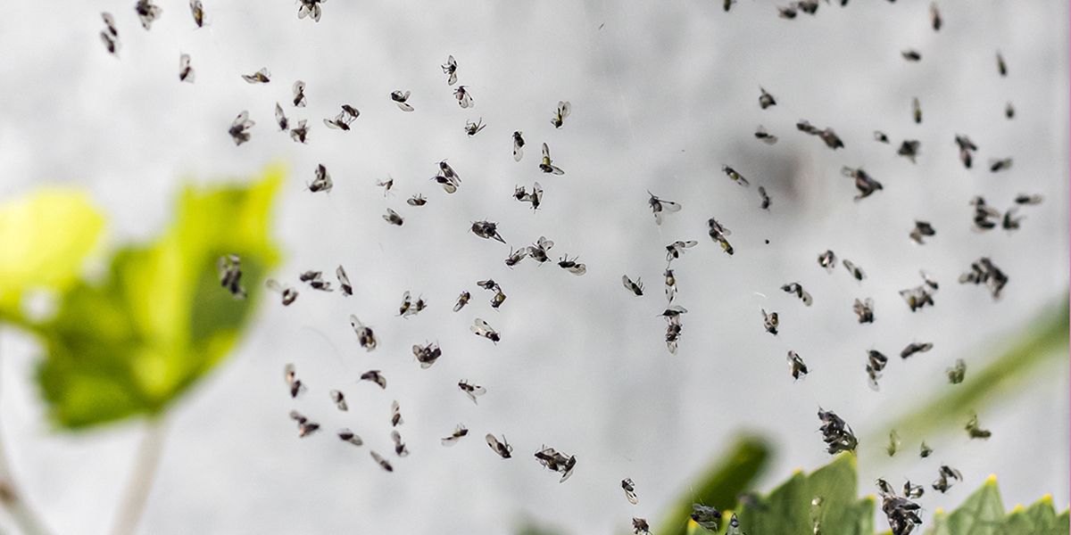 Comment maîtriser les moucherons et retrouver un intérieur serein ?