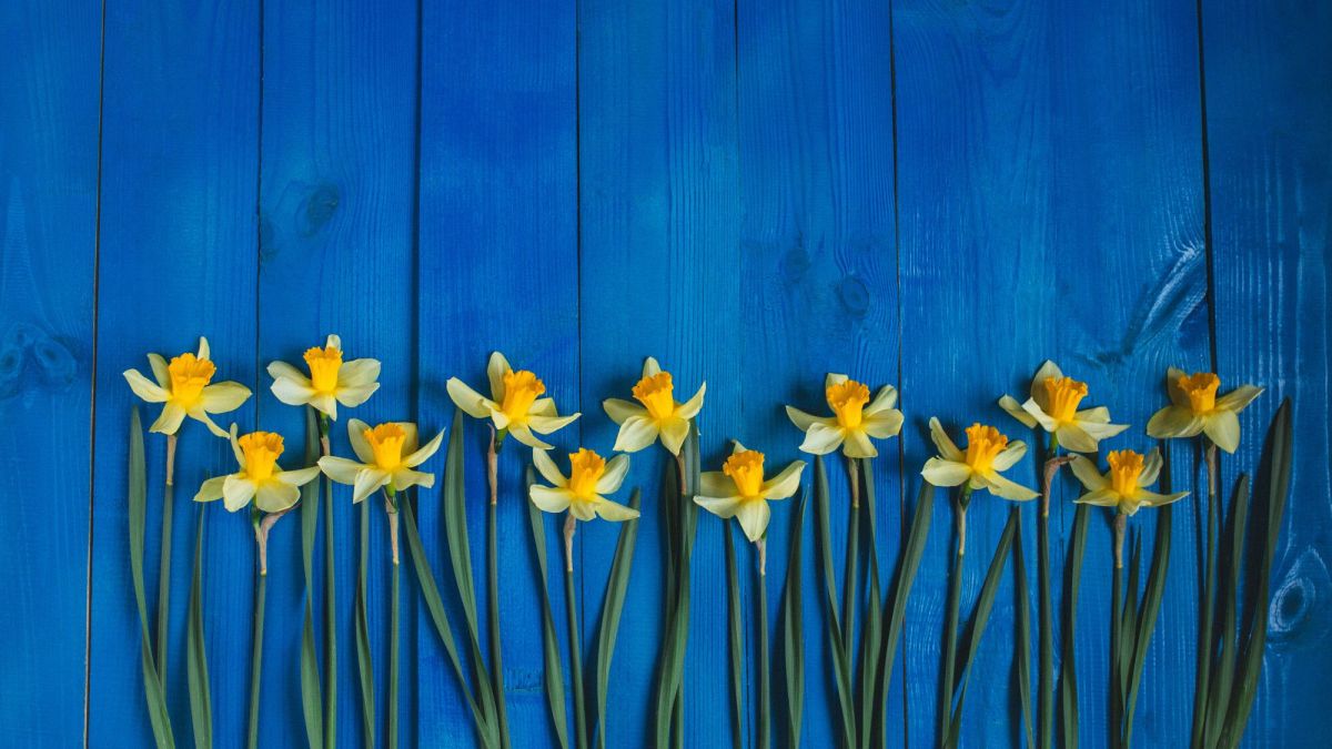 L'envoûtement printanier des narcisses au jardin