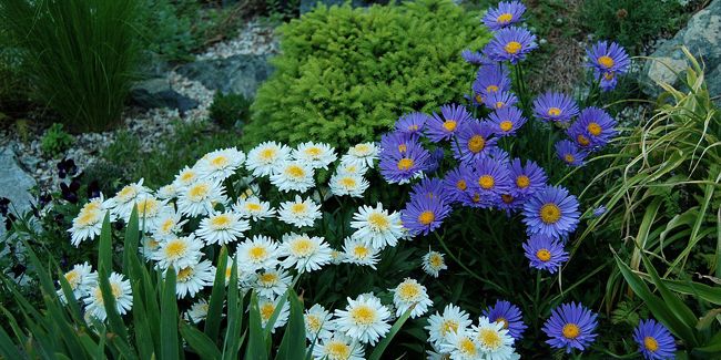 Comment fleurir un massif à l'ombre avec un sol pauvre
