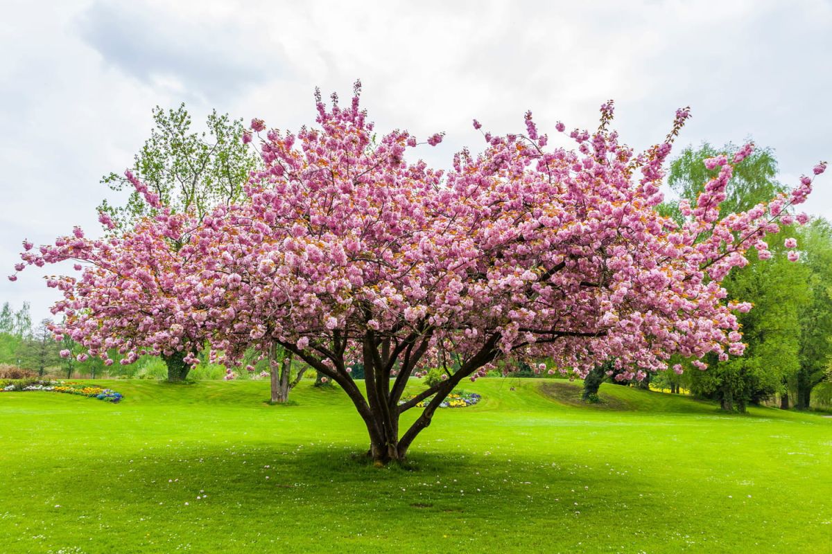 Des arbres à fleurs pour embellir votre jardin tout au long de l'année
