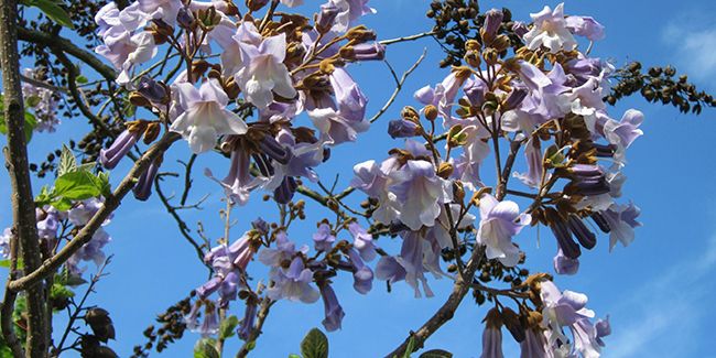 Paulownia (Paulownia tomentosa), ou l'arbre impérial
