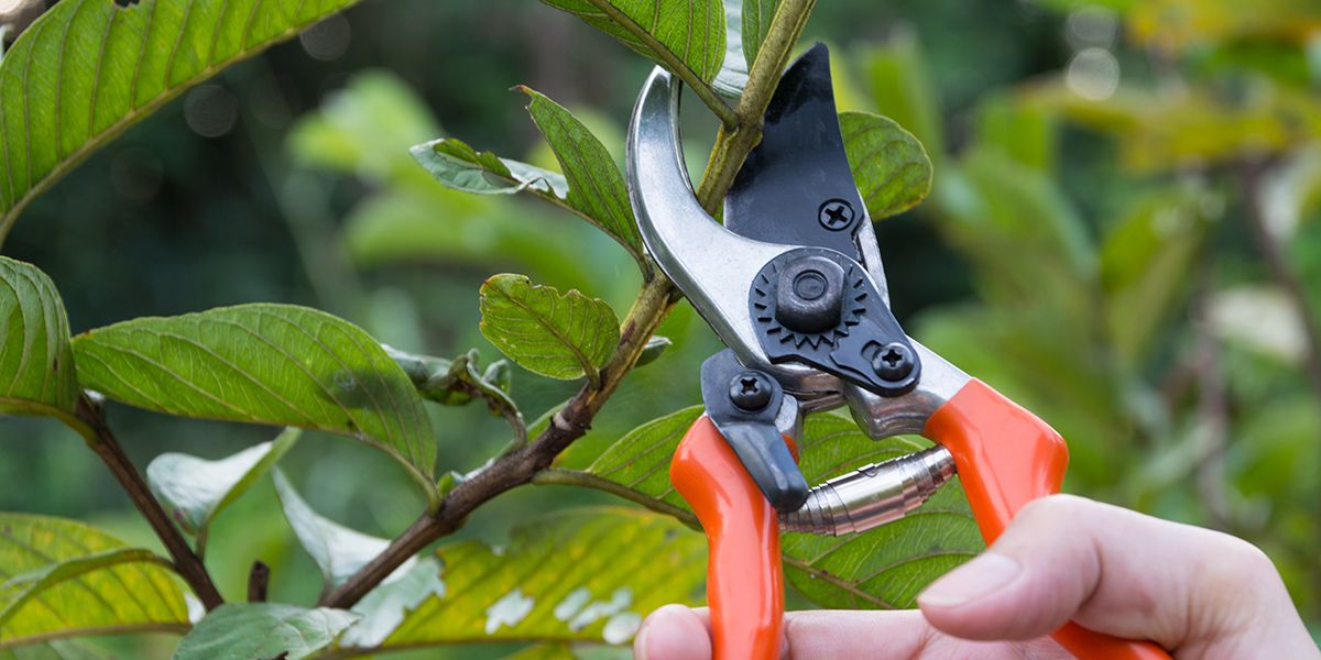 Maîtriser la taille des arbustes en trois ans pour un jardin éclatant