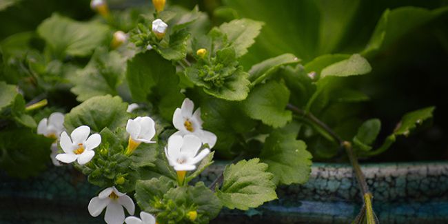 Le bacopa ornemental : une touche de floraison pour vos balcons