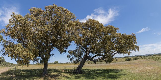 Chêne vert (Quercus ilex), un symbole de la Méditerranée