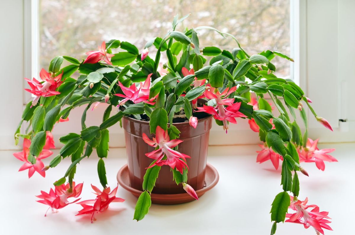 Cactus de Noël : astuces pour le chouchouter et le voir fleurir