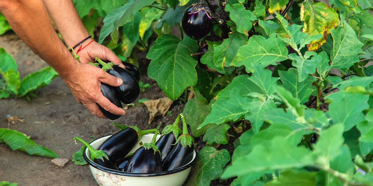 Des aubergines épanouies grâce à un arrosage parfait : découvrez nos conseils