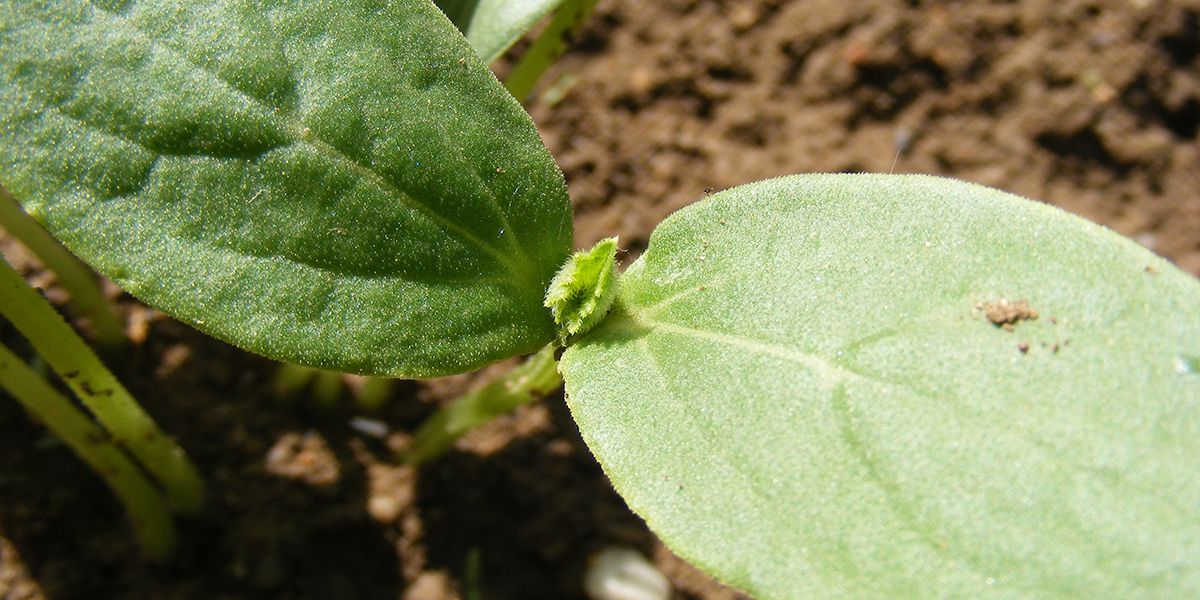 Planter les concombres : quand et comment ?