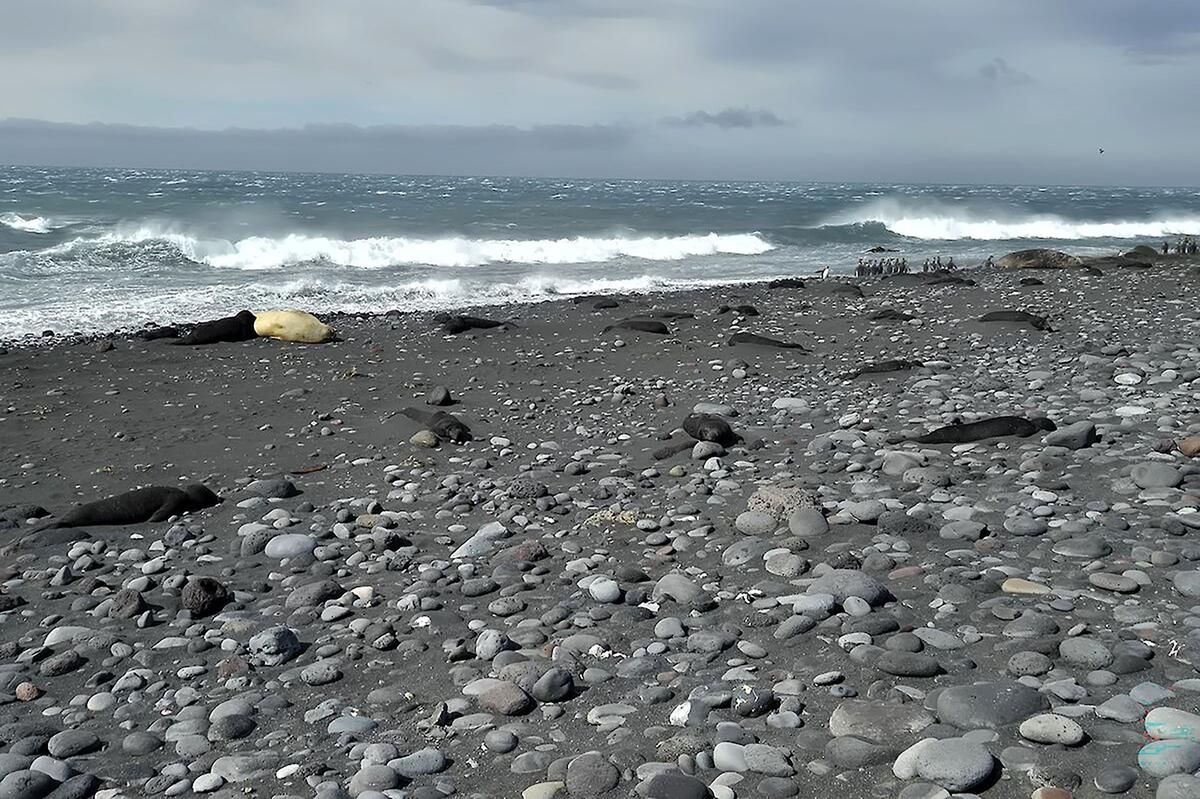 La grippe aviaire frappe fort : des milliers d'éléphants de mer en danger sur une île isolée