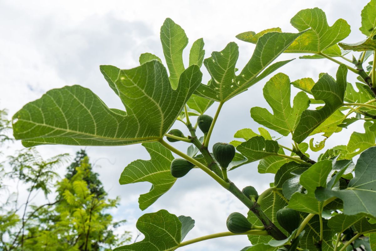 août : le jardinage à son apogée