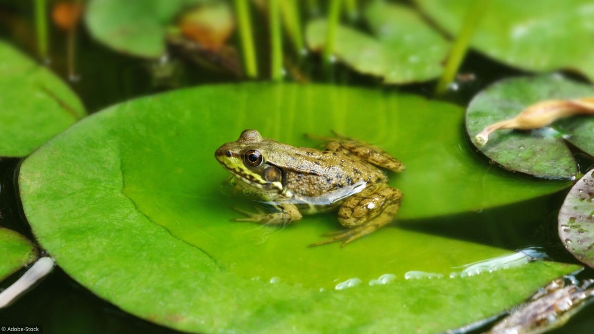 Accueillir grenouilles et crapauds dans votre jardin : un geste pour la nature