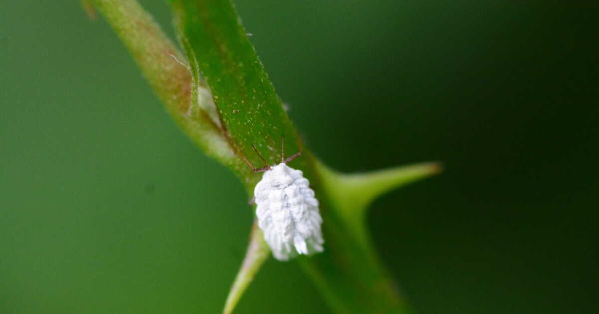 cochenilles : l’ennemi juré de vos plantes d’intérieur enfin démasqué