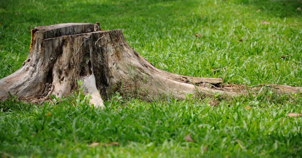 Comment retirer une souche d’arbre ?