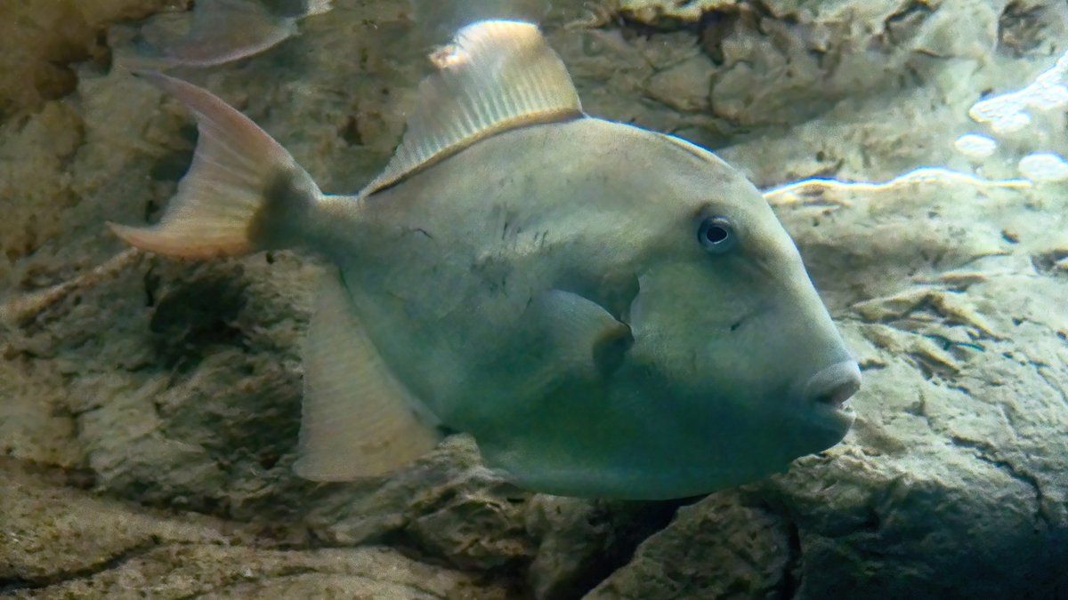 Le poisson mordeur fait encore des victimes à Juan-les-Pins