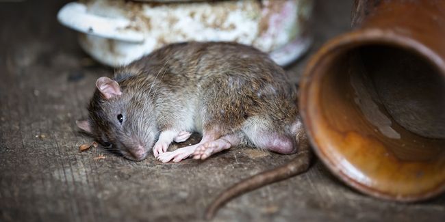 Dératisation naturelle : des solutions sans toxiques