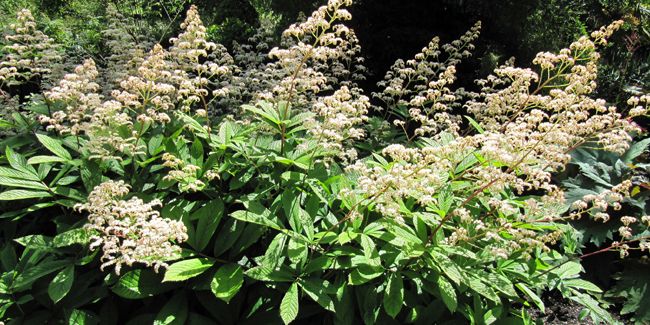 Rodgersia : une touche de magie florale sous les feuillages