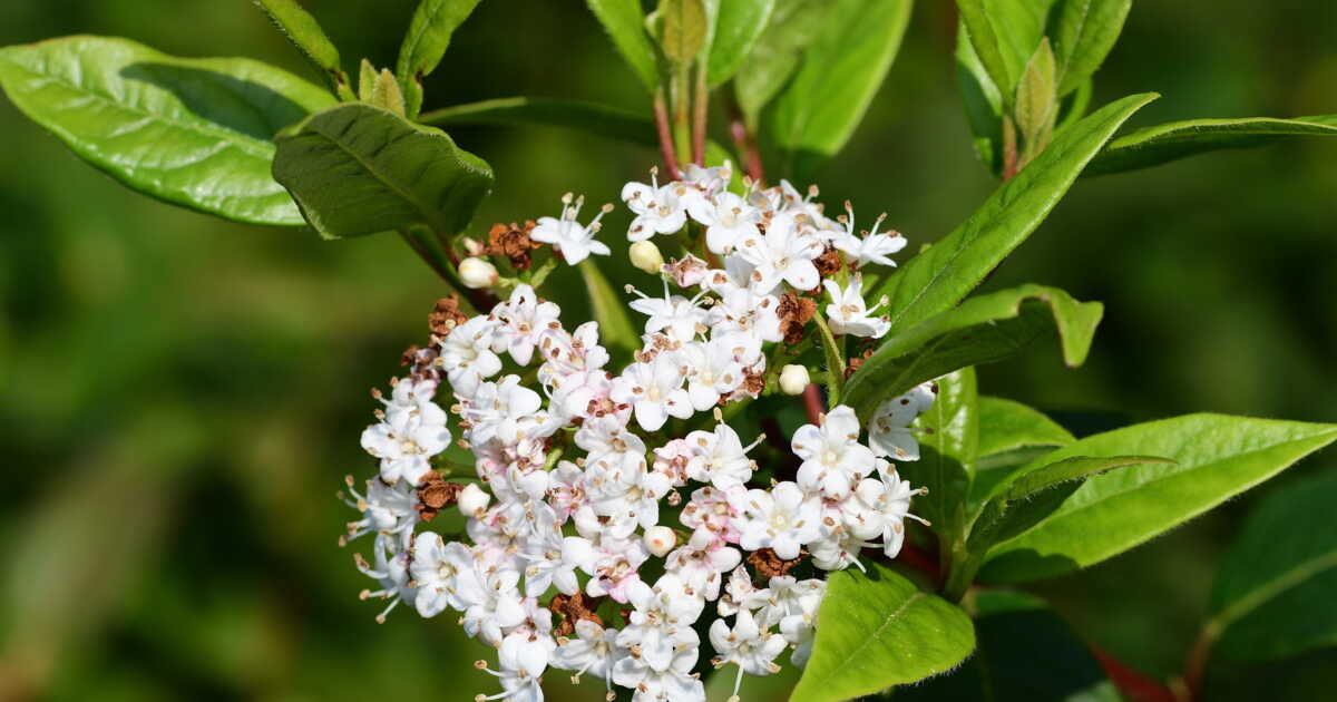 Tout savoir sur le laurier-tin